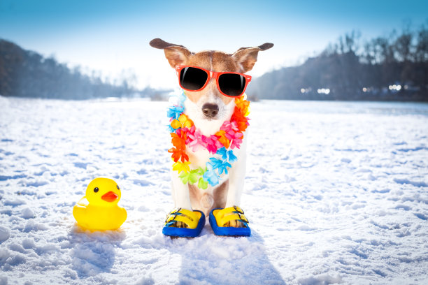 在雪中冰冻的狗图片下载