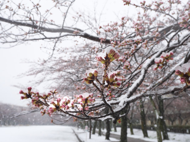 樱花或雪中的樱花花蕾图片下载