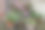 在容器中展示夏季开花植物图片下载
