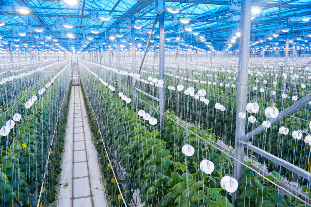 现代种植园背景图片下载