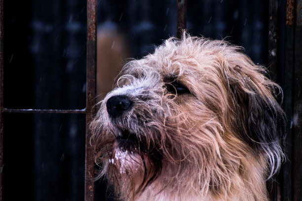 雪中的狗图片下载