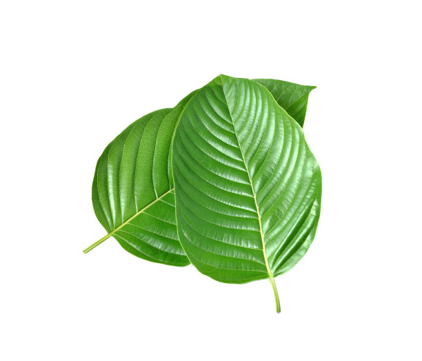 白底三叶图片下载