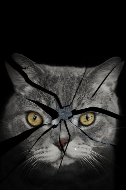 美丽的猫的肖像反射在破碎的镜子图片下载