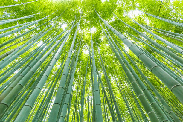 竹照片素材专题