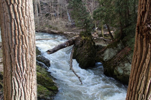 在水流湍急的小溪图片下载