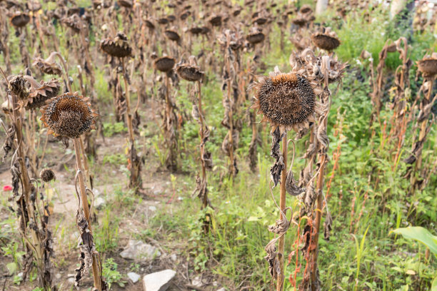 一片凋谢的向日葵田图片下载