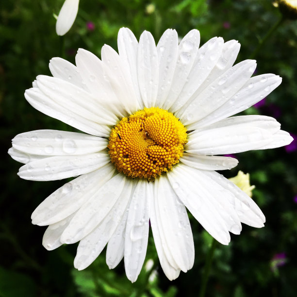 白色雏菊上的露珠图片下载