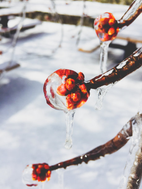 在春天的冰暴中萌芽的树木图片下载