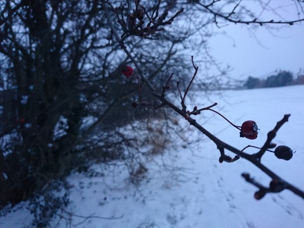 冬天的浆果图片下载