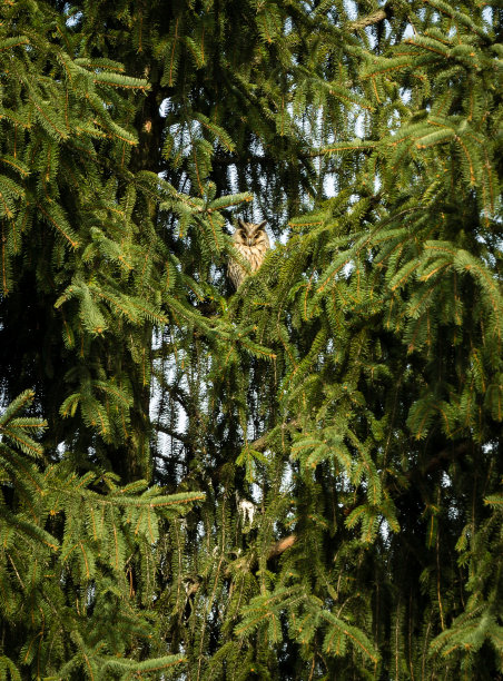 长耳猫头鹰——阿西奥奥特斯——坐在云杉树枝上。图片下载
