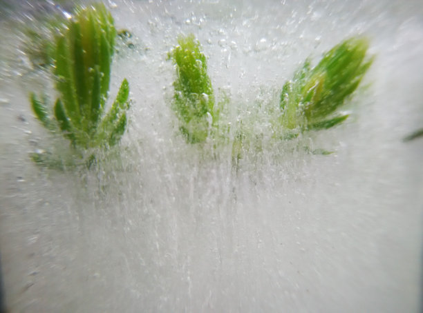 冷冻松果的叶子图片下载