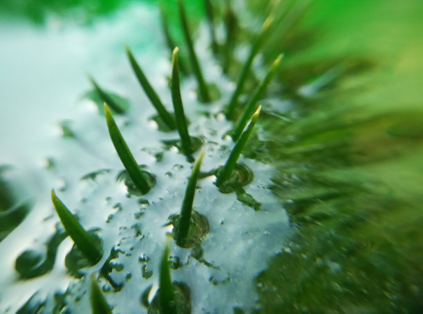 冰冻的树素材图片