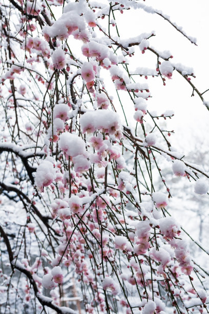 雪中盛开的日本梅花图片下载