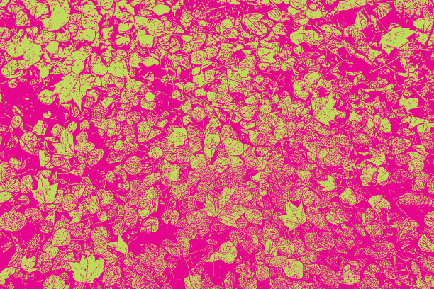 秋天的树叶在明尼苏达州立公园的小路上图片下载