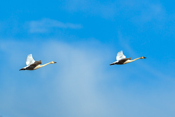 天上的两只冻原天鹅。图片下载