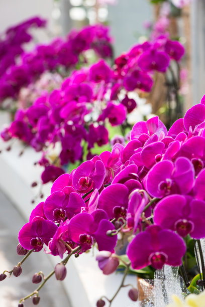 温室里的粉红色蝴蝶兰。图片下载
