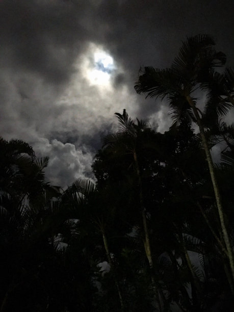 晚上的棕榈树图片下载