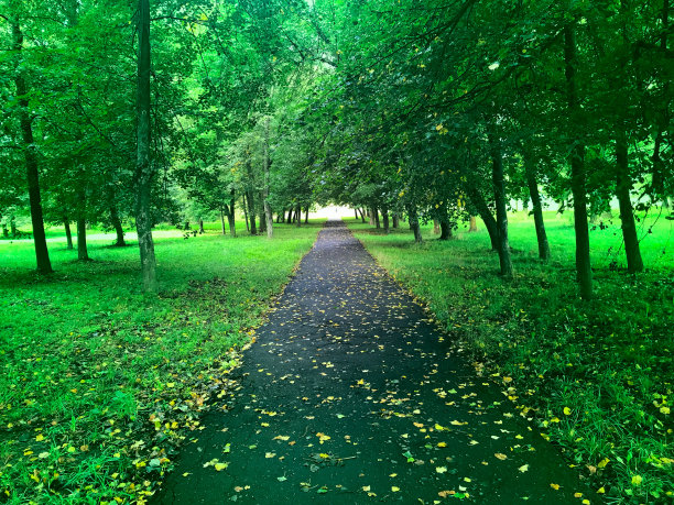 穿过公园里的森林的小路。图片下载