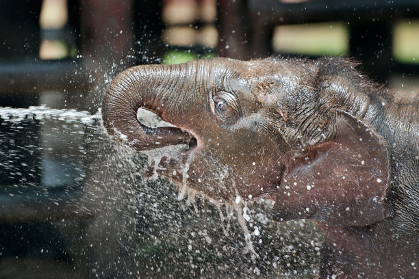 在泰国大象公园，年轻的亚洲象在喝水和洗澡。图片下载