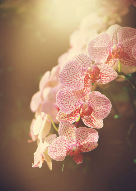 兰花花在热带花园近距离。花的背景。图片下载