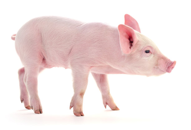 猪在白色的。图片下载