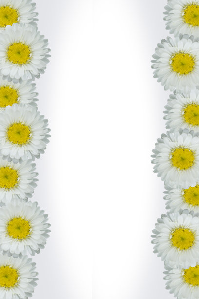 白花阴影背景与银莲花可用于一个产品-网络-广告图片下载