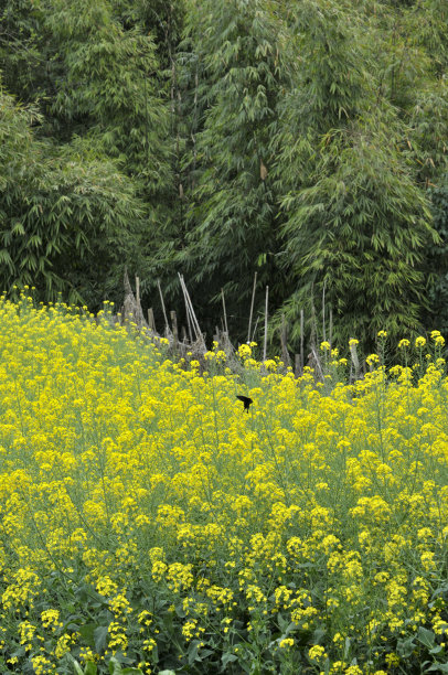 油菜花领域素材图片