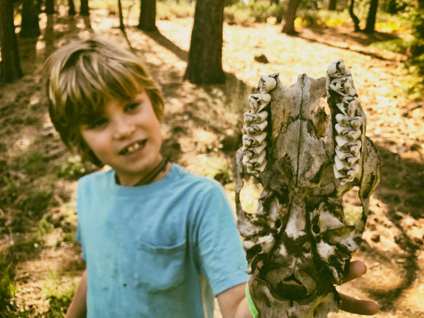 动物头骨科学课图片下载