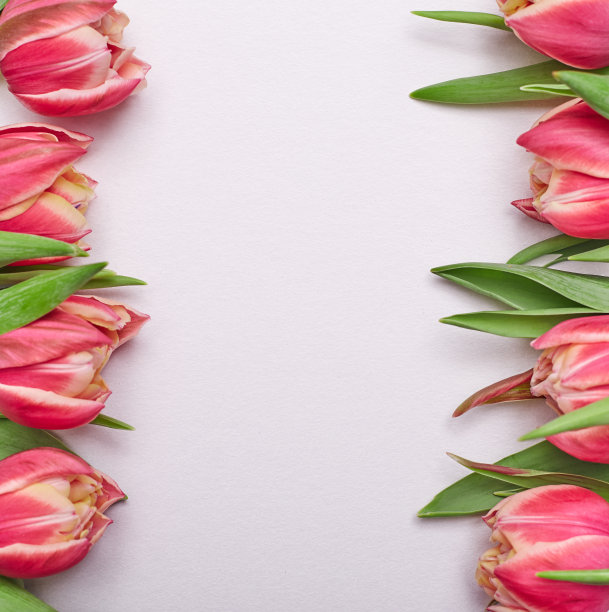 框架与郁金香在粉红色的背景。花组成。平的。图片下载