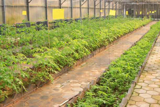 温室蔬菜素材图片