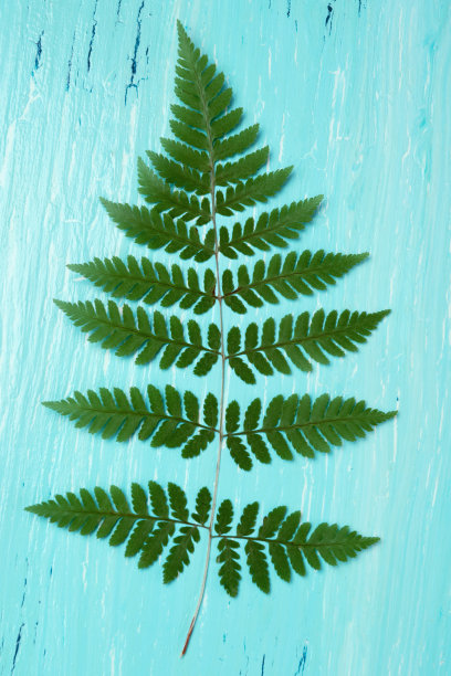 绿松石木板和蕨叶，色调图片下载