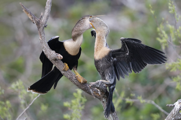 威尼斯图片素材ID：315175920