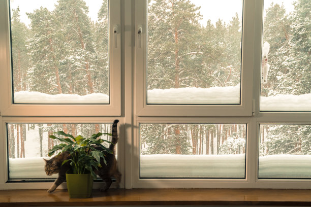 窗口。猫走过窗台，看冬天的森林。图片下载