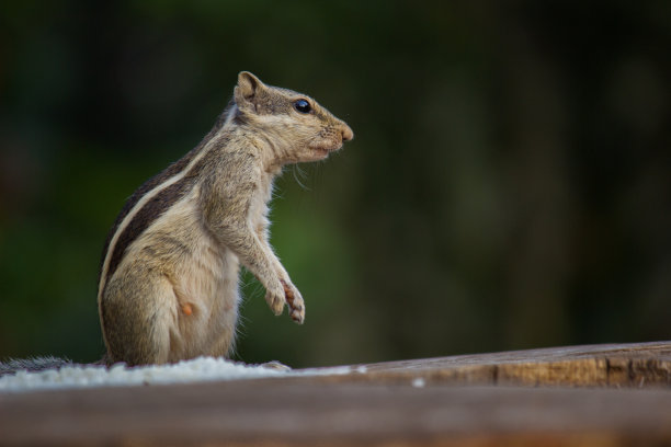 花栗鼠图片下载