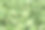 新鲜的秋葵素材图片
