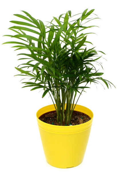 棕榈植物在花盆上白了图片下载