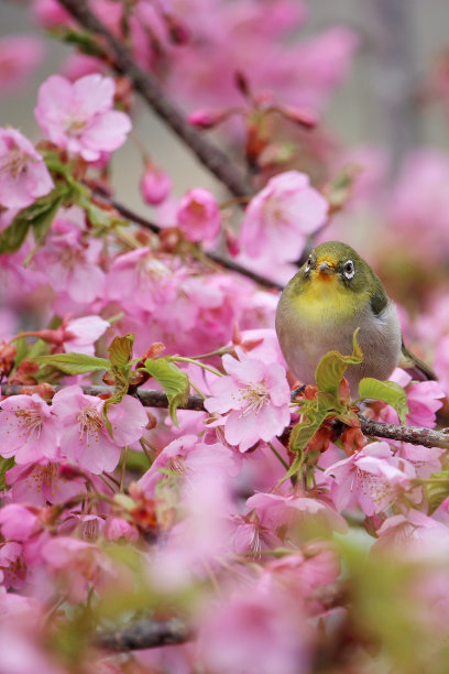 樱花和鸟类图片下载