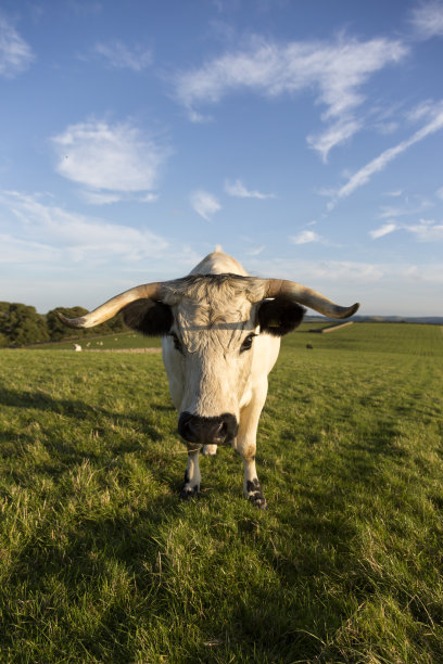 眼前是一头长着大角的白奶牛图片下载