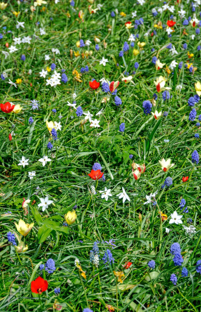 春天的雪之花，郁金香和葡萄风信子图片下载