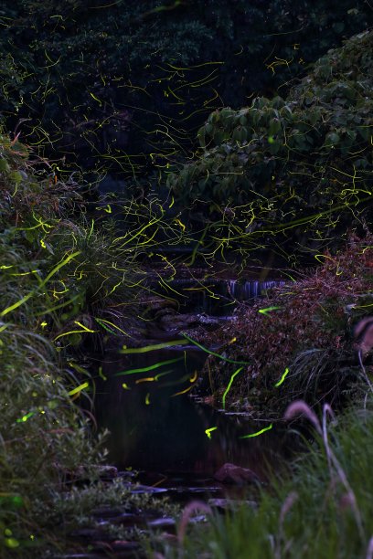 河和萤火虫图片下载