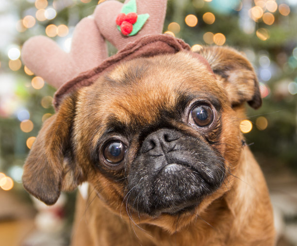 滑稽的圣诞照片戴着鹿角的狗图片下载