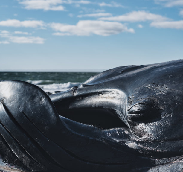 死去的雄性座头鲸图片下载