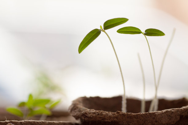 盆中的番茄幼苗图片下载