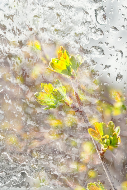 冰雨和窗外第一个春天的落叶图片下载
