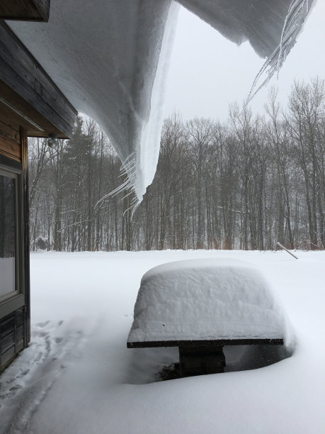 纽约屋顶上的树木和积雪图片下载