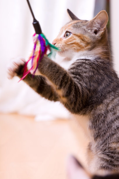 顽皮的三色虎斑猫图片下载