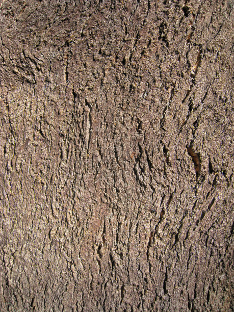 抽象软木橡树纹理图片下载