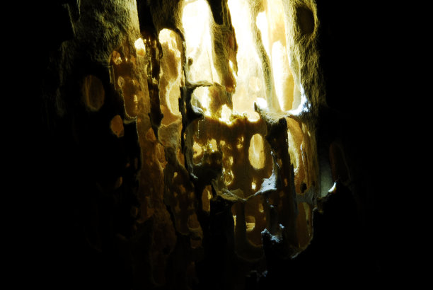 木头腐烂二世图片下载