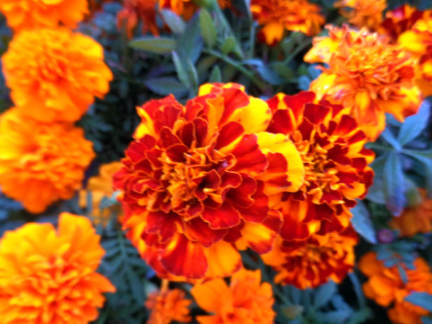 金盏花图片素材ID：315221118