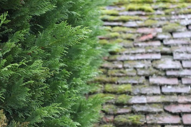 冬季植被素材图片